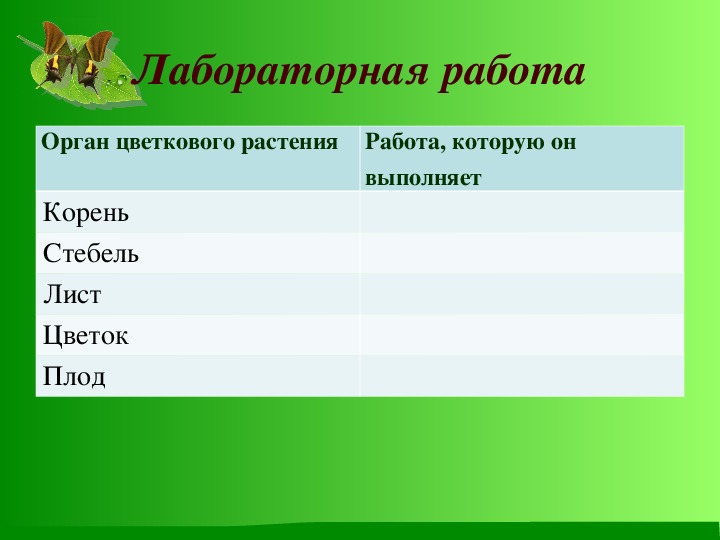 Органы цветкового растения 6 класс биология презентация