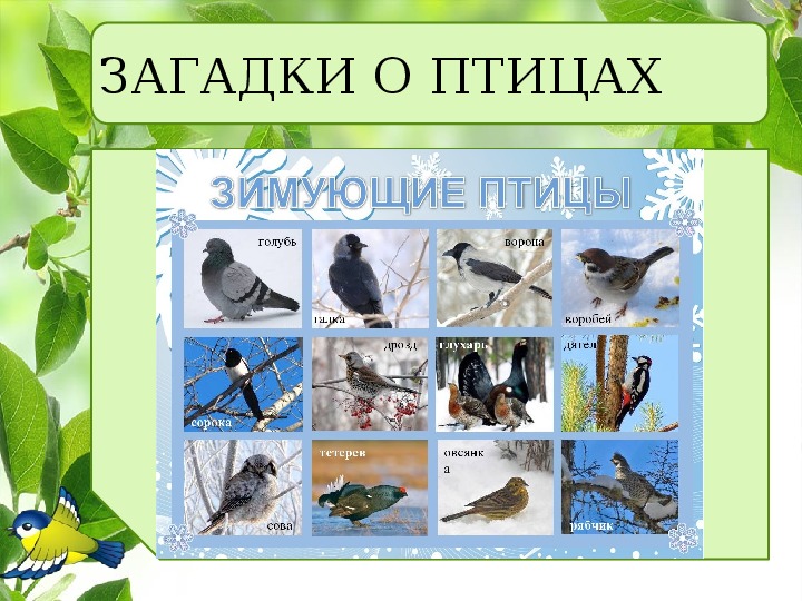 Зимующие Птицы России Фото