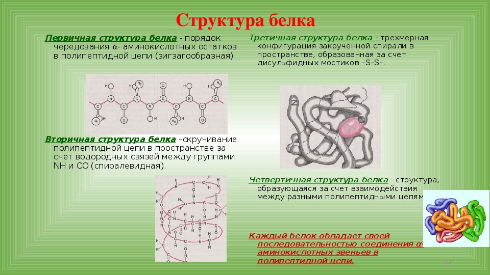 Презентация по химии по теме белки