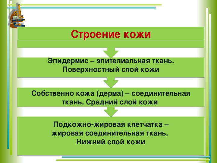 Кожа наружный покровный орган 8 класс презентация