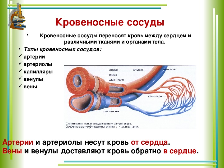 Артерии и вены определение. Кровеносная система сосуды артерии вены. Кровеносная система артерии вены капилляры. Кровеносная система это сердце артерии и вены. Кровеносные сосуды несущие кровь от сердца.