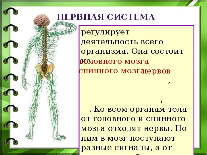 Презентация на тему организм 10 класс