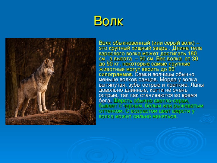 Волк описание. Рассказ о животных родного края. Раскрас о животных родного края. Животные родного края рассказ. Проект животный мир родного края.