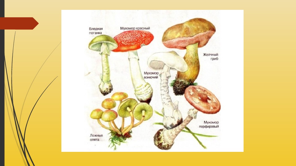 Презентация "Многообразие и значение грибов" для 5 класса