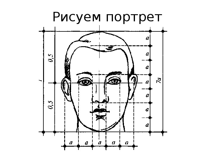 Пропорции лица человека для рисования схема