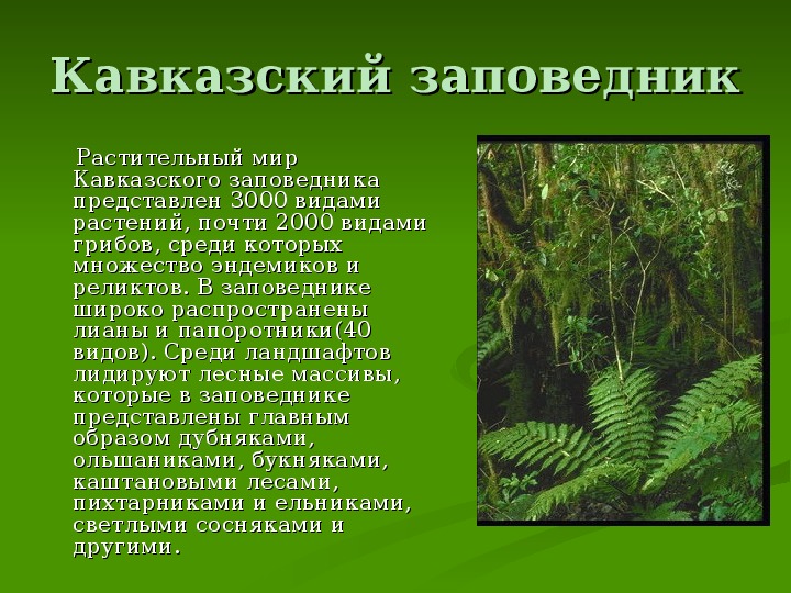 Описание типа растительности в заповеднике. Папоротники Кавказского заповедника. Кавказский заповедник растения. Растения заповедников России. Сообщение по растительный мир.