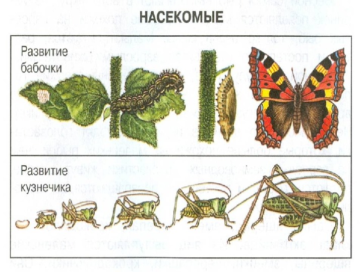 Презентация размножение насекомых