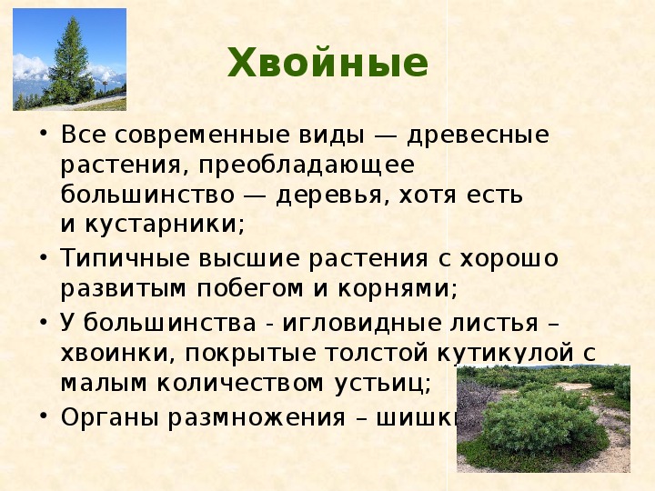 Высшие семенные растения. Семенные растения 6 класс биология. 7 Семенные растения. Текст семенные растения.