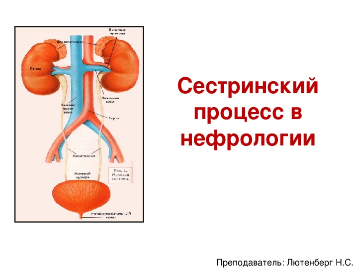 Сестринский процесс в нефрологии