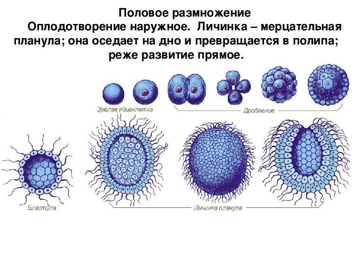 Внешнее оплодотворение