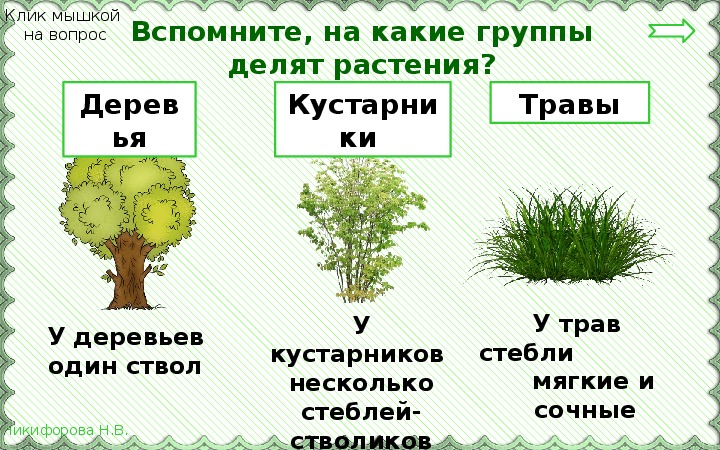 Разделитесь на три группы. Группы деревья кустарники травы. На какие группы делятся растения. Дерево кустарник травянистое растение. Группы растений кустарники деревья.