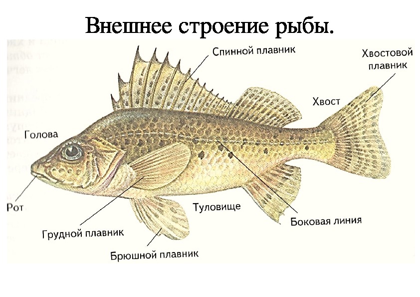 Строение рыбы рисунок 2 класс