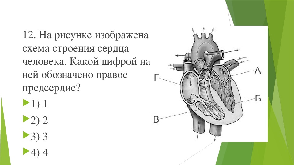 Что на этом рисунке изображено цифрой 3. Строение сердца человека. Строение сердца человека схема. Анатомические образования сердца. Строение сердца биология.