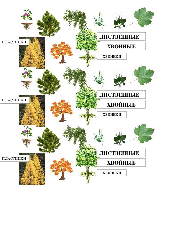 Текст лиственные растения. Лиственные травы. Лиственные растения названия 2 класс. Виды растений 2 класс. Растения виды и названия 2 класс.