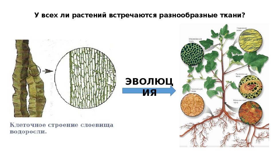 Тест ткани 6 класс биология. Ткани растений схема 5 класс биология. Эволюция растительных тканей. Эволюция тканей растений. Типы тканей растений.