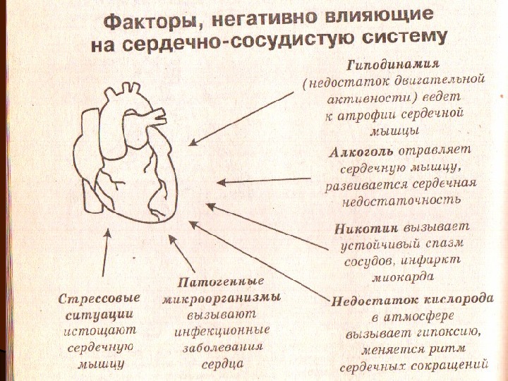 Презентация по биологии 8 класс строение и работа сердца