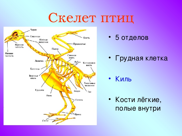 Какие особенности скелета птиц связаны с полетом