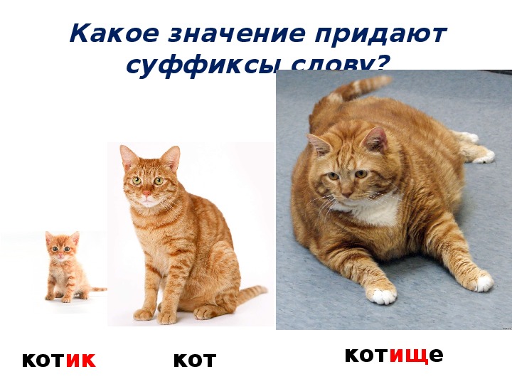 Кот котище однокоренные слова