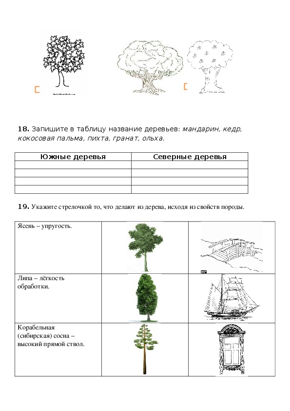 План текста кедр