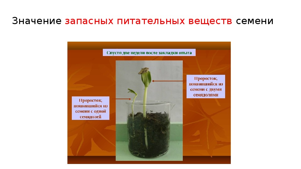 Условия прорастания семян 6 класс презентация. Прорастание семян. Условия прорастания семян 6 класс биология. Запасные питательные вещества семян. Питательное вещество всемени.
