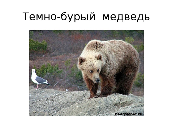 В какой природной зоне встречается медведь. Темно бурые медведи в Дагестане.