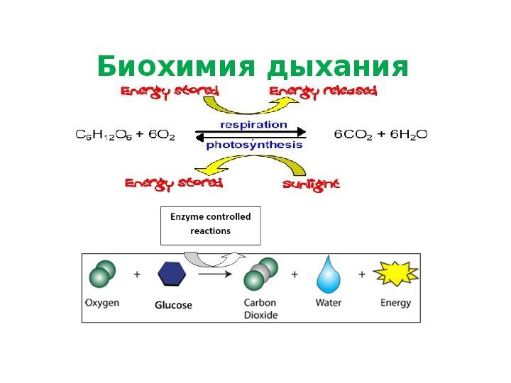 Дыхание процесс процесс химический