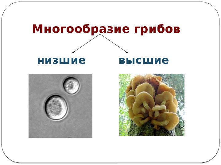 Презентация высшие грибы