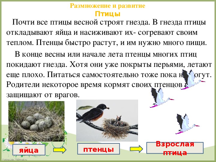 Откуда появились птицы. Размножение и развитие животных 3 класс. Размножение птиц. Размножение и развитие птиц 3 класс окружающий мир. Размножение животных птицы.
