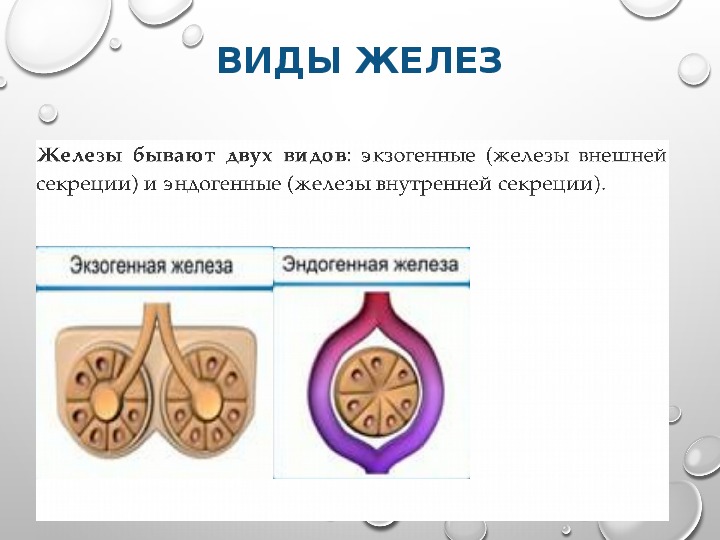 Укажите железу по изображению