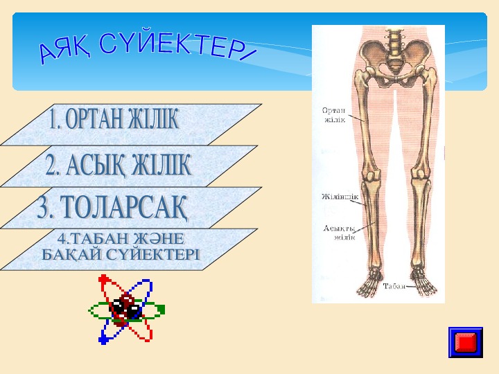 Адам анатомиясы презентация