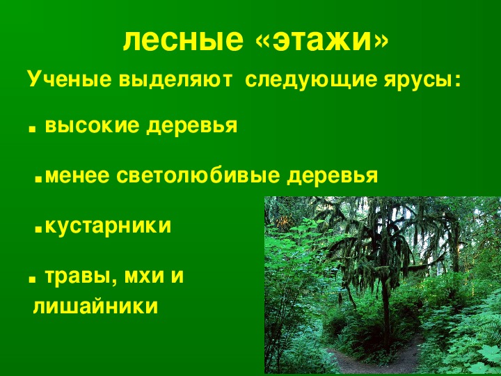 Проблемы устойчивости лесных экосистем в россии проект