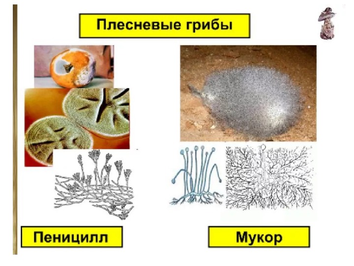 Плесневые грибы презентация биология 5 класс