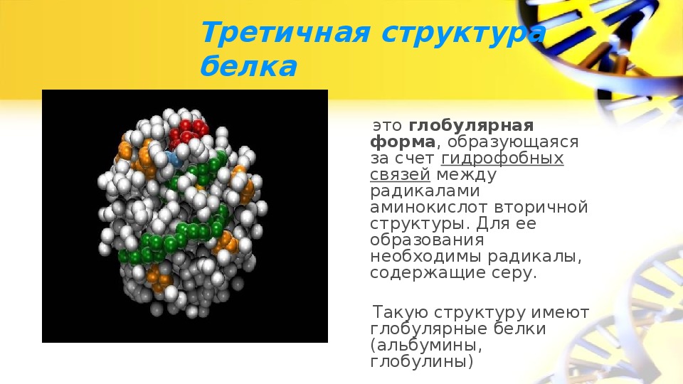 Состав вещества белков. Аминокислота располагающаяся внутри белковой глобулы. Формула вещества белка. Глобула аминокислот. Радикал в строении белка.