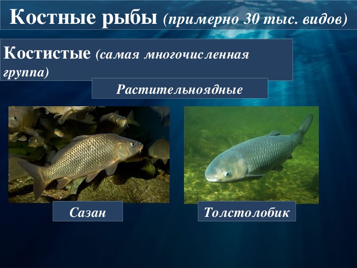 Представители группы рыбы 3. Классификация костных рыб схема. Основные систематические группы рыб. Костные рыбы.. Основные систематические группы рыб 7 класс биология. Костные рыбы презентация.