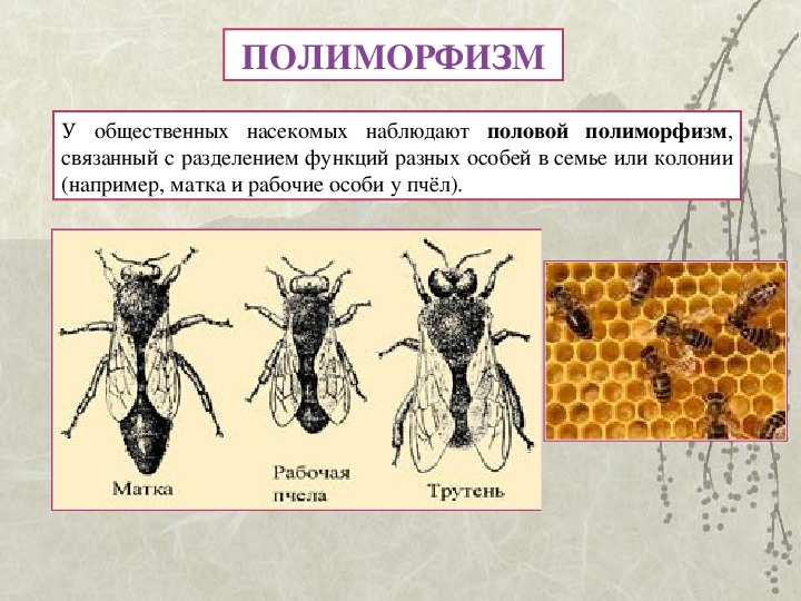 биология тест естественный отбор