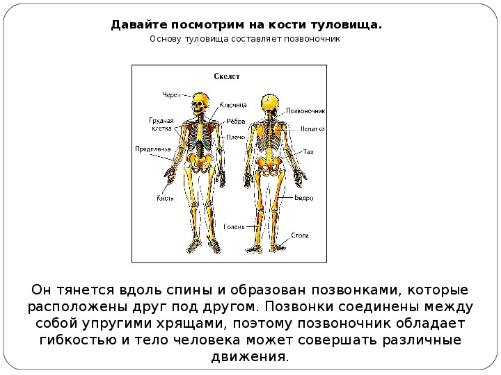Основа внутреннего скелета. Основу туловища составляет. Основа тела позвоночник. Скелет человека 2 класс Естествознание. Скелет и мышцы правильная осанка.