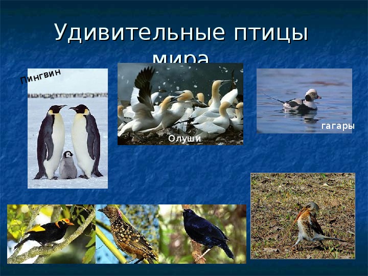 Презентация на тему "Удивительные птицы мира" (1 класс, окружающий мир)