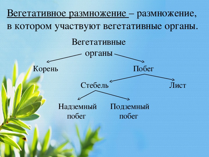 Вегетативные и генеративные ядра. Способы вегетативного размножения 6 класс биология. Способы вегетативного размножения цветковых растений. Способы вегетативного размножения покрытосеменных. Способы вегетативного размножения растений 6 класс.