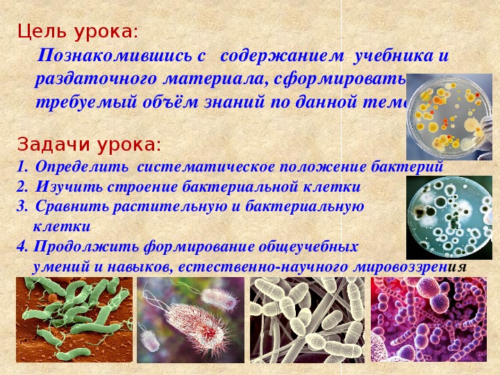 Презентация  к уроку биологии в 6 классе на тему « Бактерии, как древнейшая группа живых организмов»