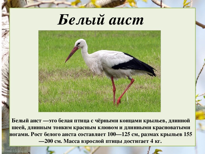 Какой тип питания характерен для аиста белого изображенного на рисунке 1 обоснуйте свой ответ