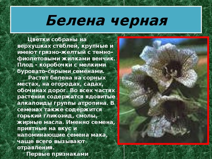 Как пишется белены. Белена черная описание. Белена алкалоиды. Белена ядовитые части растения. Белена черная сообщение.