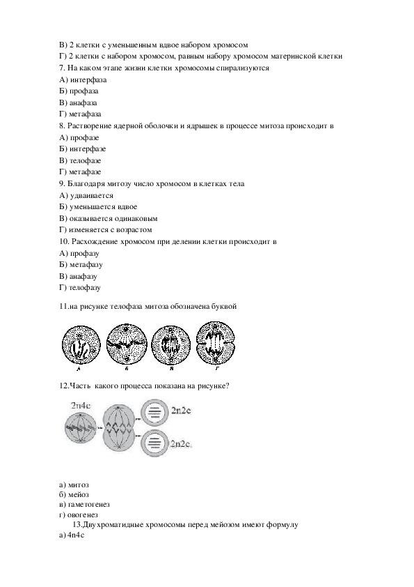 Тест деление клетки. Биология 9 класс мейоз и митоз тест с ответами.