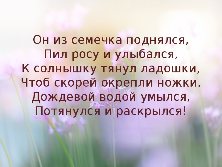 Презентация по русскому языку на тему "Подготовка к сочинению "Мой любимый цветок"