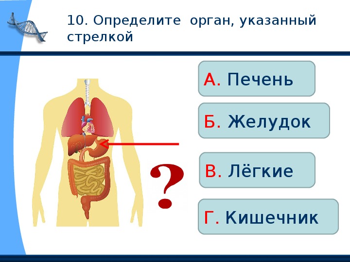 Картинка строение человека 2 класс