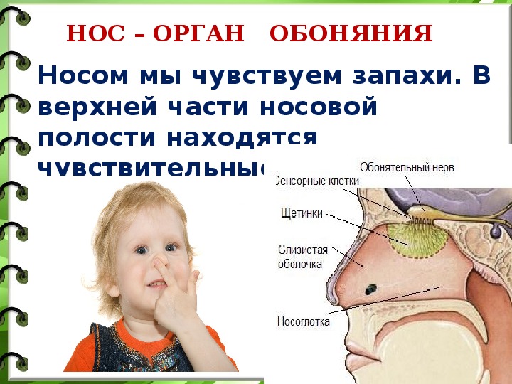 Обоняние детей. Органы чувств нос. Орган обоняния для детей. Органы чувств нос орган обоняния. Органы носа человека.