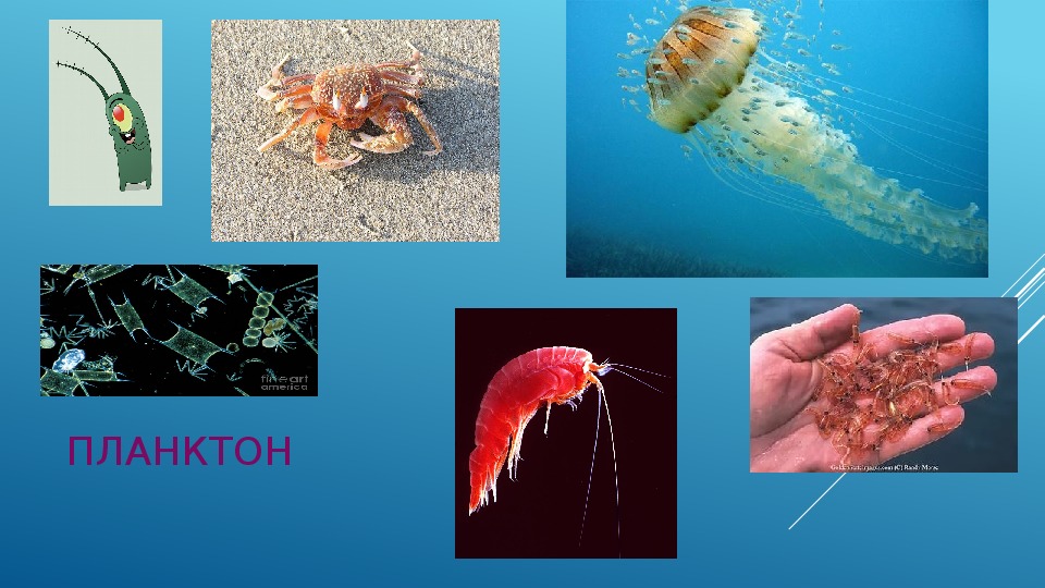 Организмы обитающие в мировом океане. Планктон Нектон бентос. Фитопланктон зоопланктон бентос. Что такое планктон биология 5 класс. Бентос планктон Нектон Литораль.