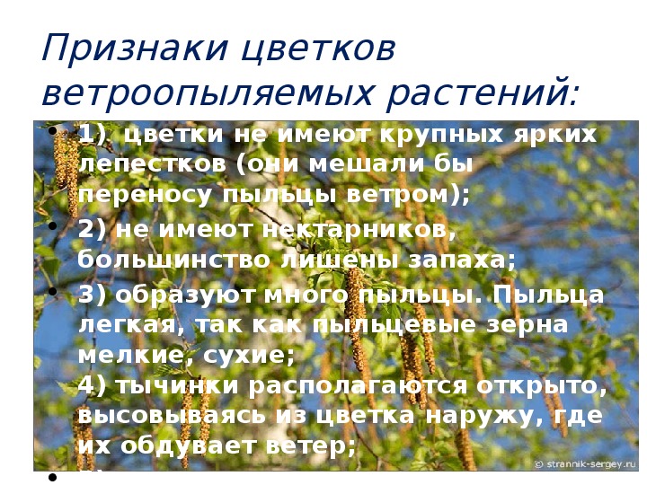 Ветроопыляемые растения примеры. Цветки ветроопыляемых растений. Пыльца ветроопыляемых растений.