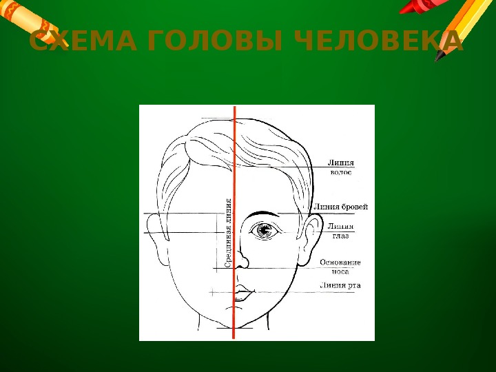 Презентация по изобразительному искусству "Портрет. Конструкция головы человека и её основные пропорции" (6 класс)