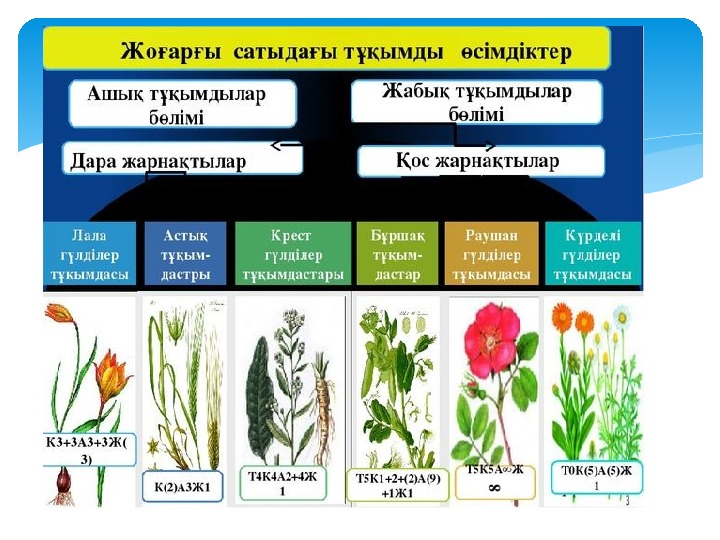 Өсімдіктер мен жануарлардың адам өміріндегі рөлі презентация