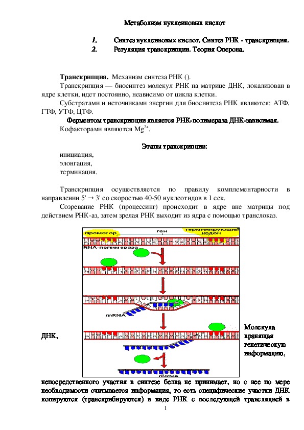 Синтез нуклеиновых кислот.